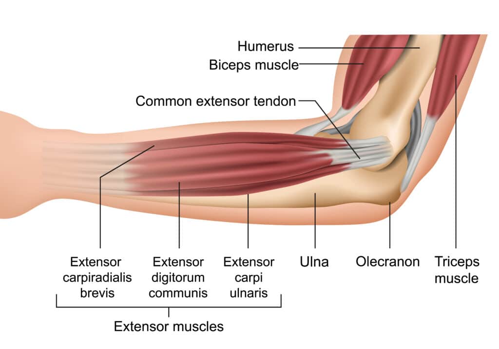 Unterarm Muskulatur Anatomie