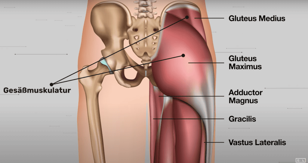 Gluteale Amnesie - Anatomie der Gesäßmuskulatur