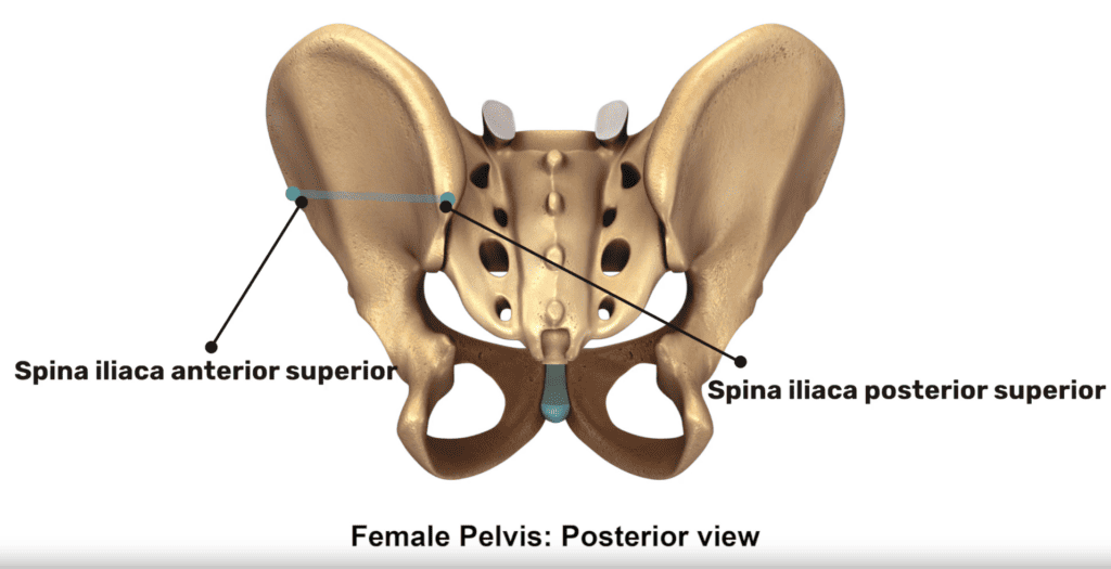 Rückenschmerzen durch Hohlkreuz - Anatomie des Beckens