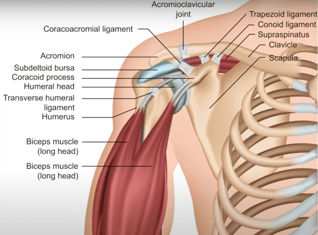 Schmerz Mythen - Anatomie der Schulter