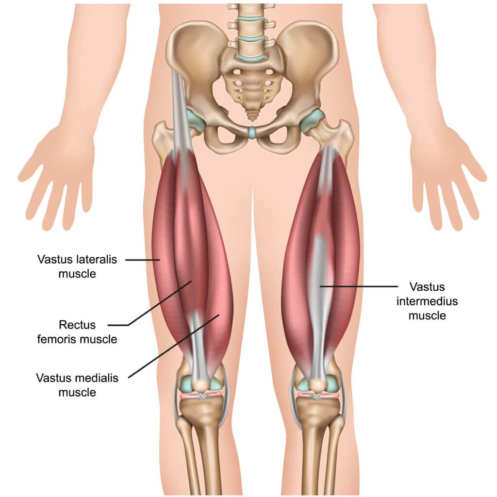 Schmerzen Patellasehne - Anatomie des M. Quadriceps