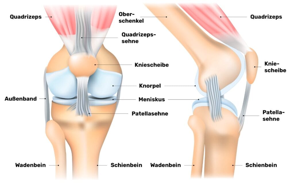 Schmerzen über der Kniescheibe - Anatomie