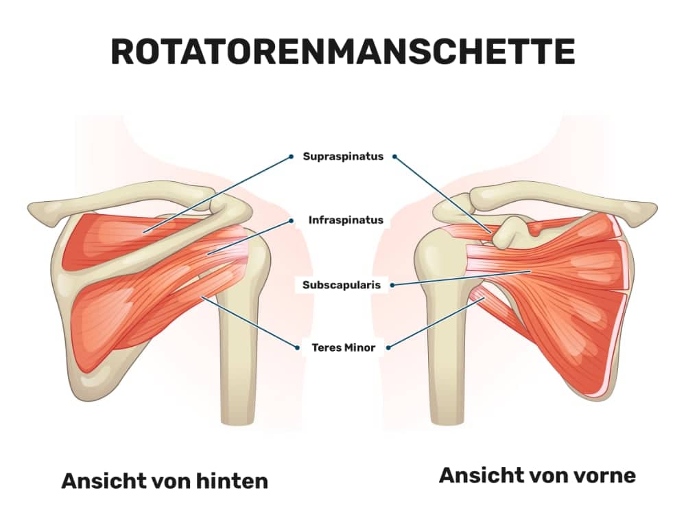 Training der Rotatorenmanschette - Anatomie